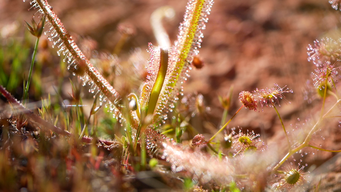 Carnivorous plants