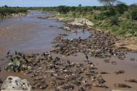 Scavengers Feed on Mass Wildebeest Drowning