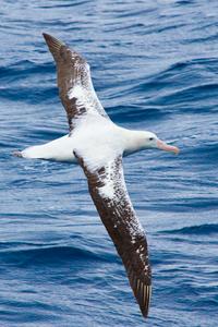 Albatross