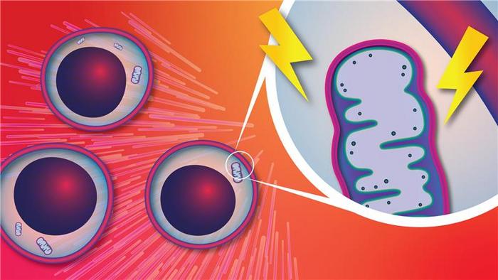 Supercharged mitochondria spark aging-related blood disorders
