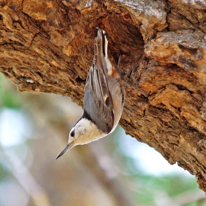 White-Breasted Nuthatch