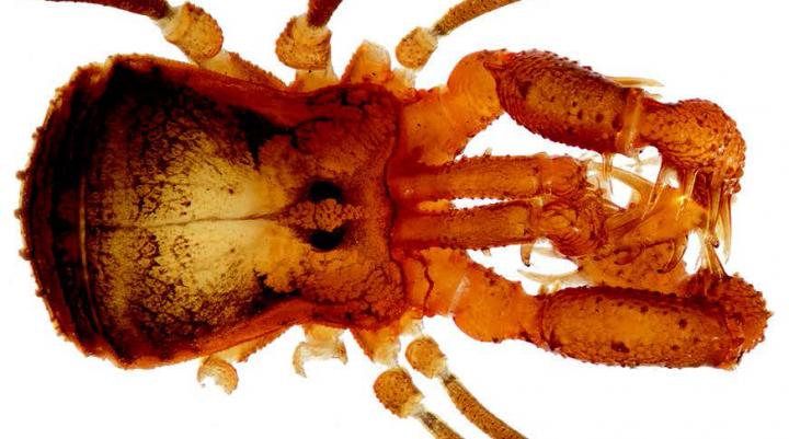 <I>Cryptomaster behemoth</I>