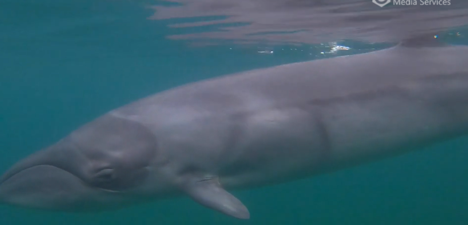 Pygmy right whale