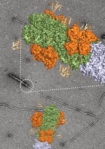 Electron micrograph