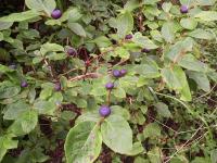 Huckleberry Fruit