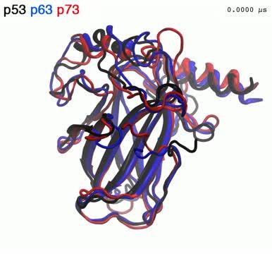 Molecular Dynamics Simulations of p53, p63 and p73 DNA Binding Domain