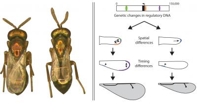 Why Such Differences in Wasp Wings? (2 of 4)