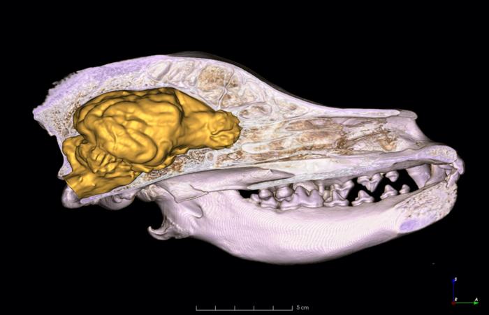 The skull of a dog and the 3D model of the brain in it