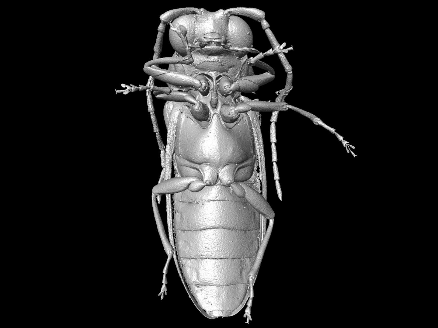 Micro-CT Reconstruction