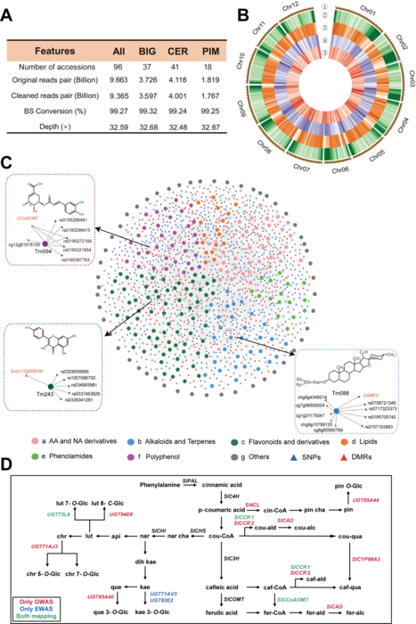 Tomato population DNA methylation landscape and association results on metabolic diversity.