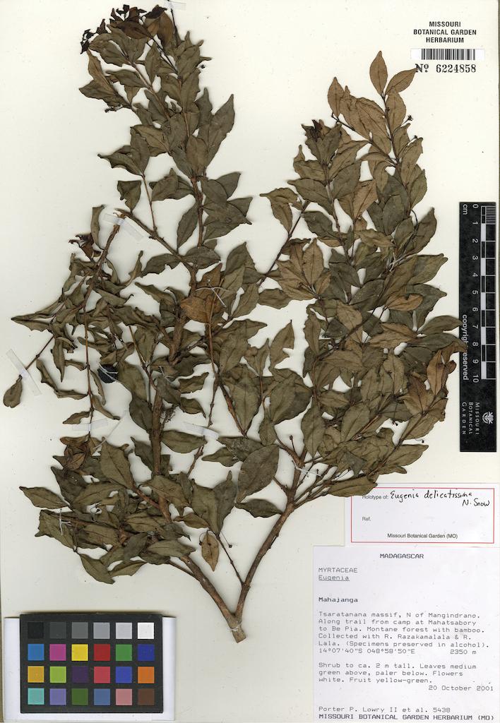 <I>Eugenia delicatissima</I>