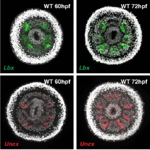 Fluorescent image showing gene expression for two required segment polarity genes