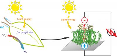 Photosynthesis