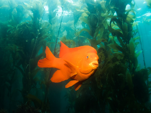 Garibaldi in a kelp forest