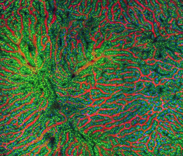 Healthy Rat Liver Cells