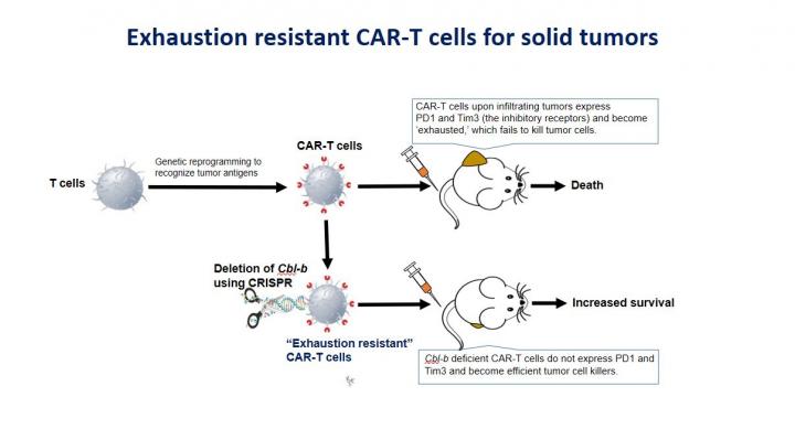 Exhaustion Resistant Car-T Cells for Solid Tumors