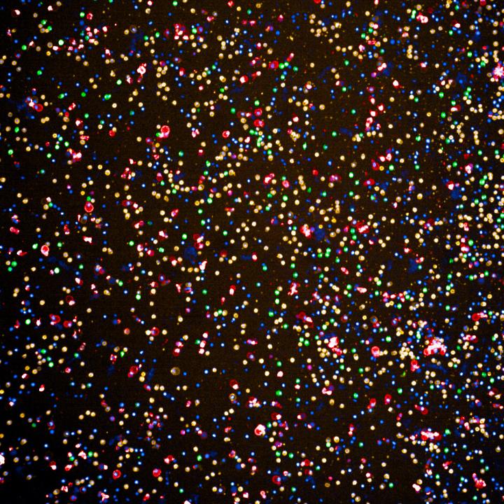 Patient Cells (2 of 2)