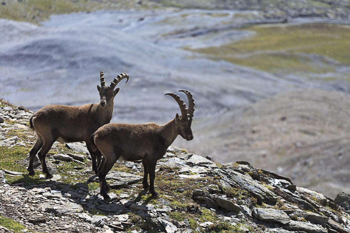 Biofuel Tech Found in Poop