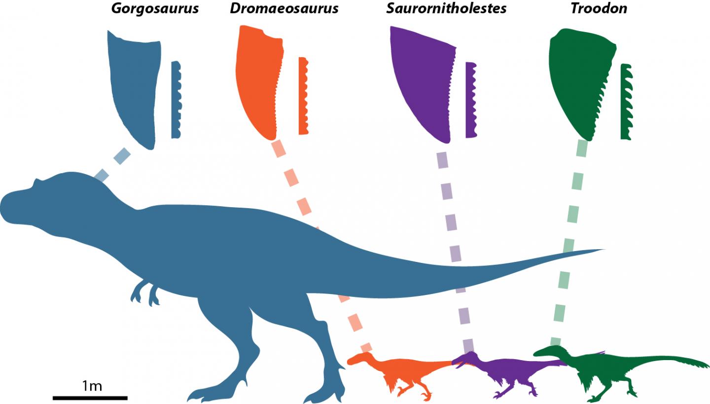 Dinosaurs and Their Teeth