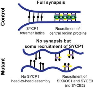 Model of the synaptonemal complex in control and mutant mice