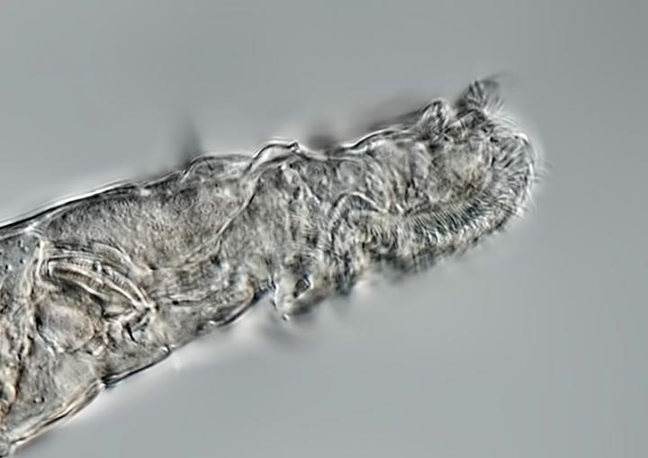 Lateral view of rotifer