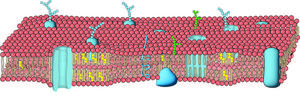 Membrane Cross Section