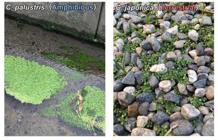 Two Callitriche Species Used in the Recent University of Tokyo Research Study