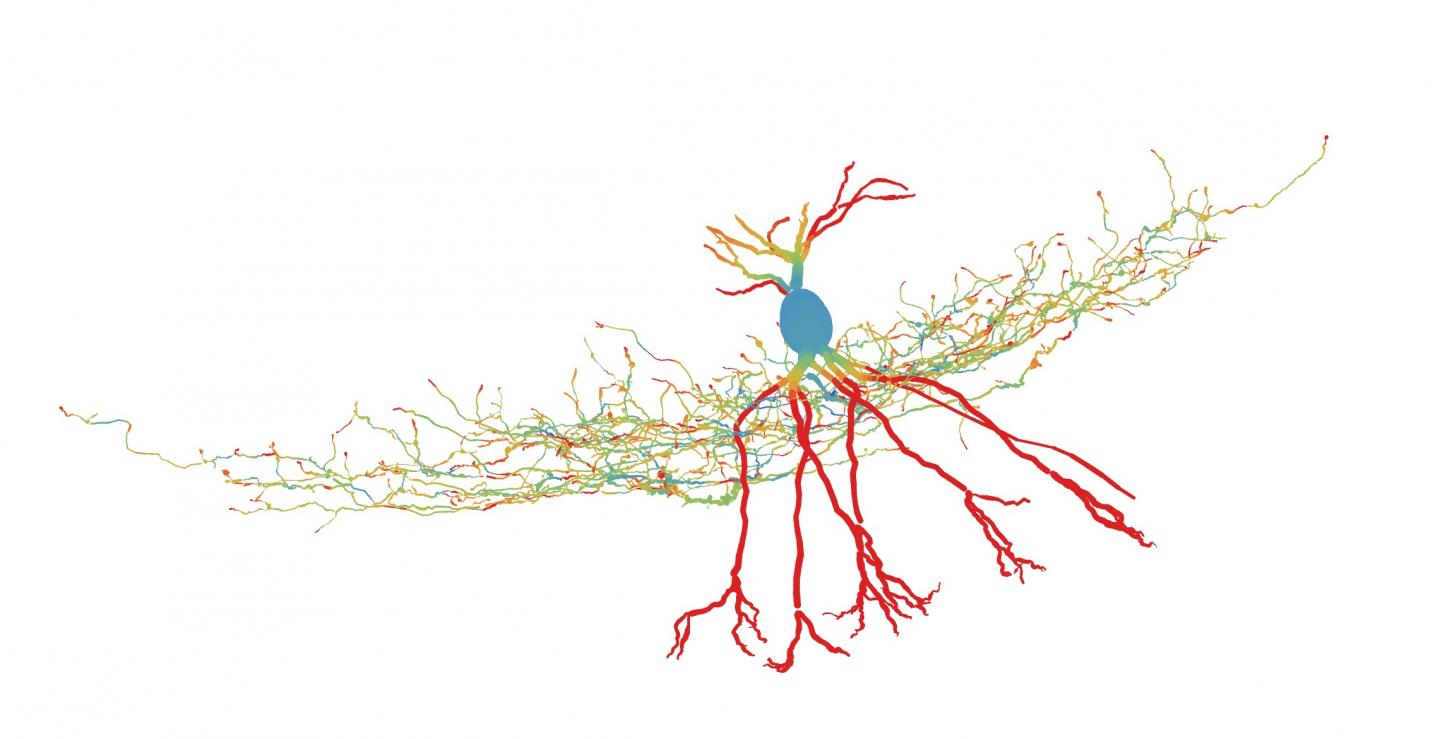 A GABAergic Interneuron Studied By the Researchers