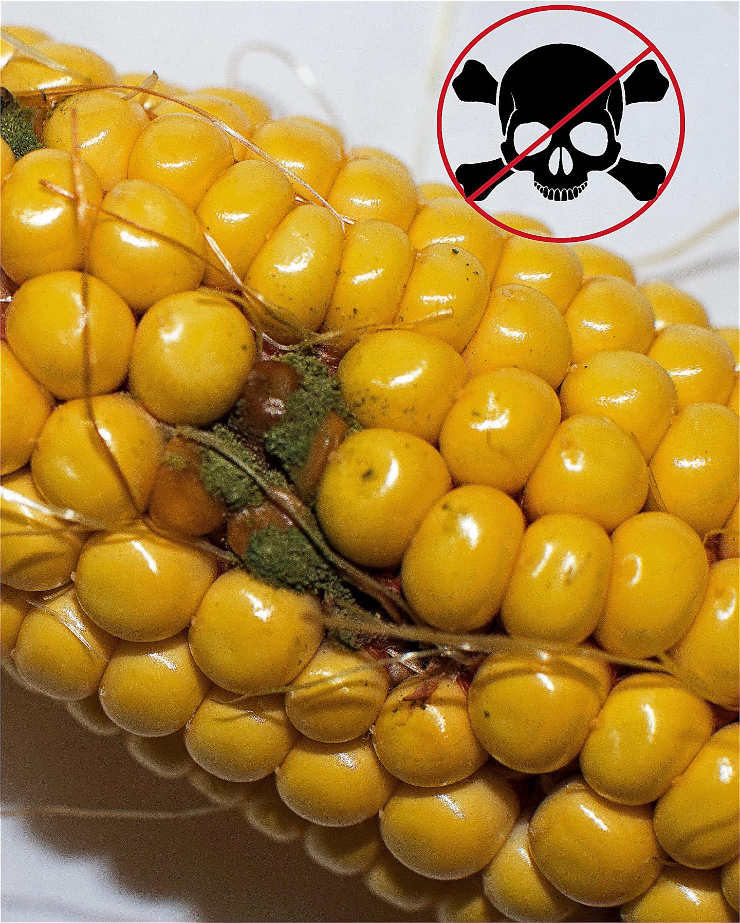 Corn Cob Infected with Aspe [IMAGE] EurekAlert! Science News Releases