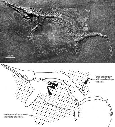 Ichthyosaur Female