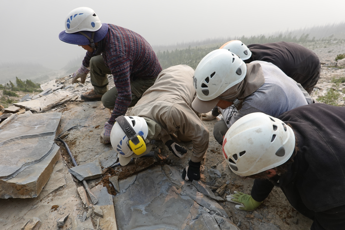 ROM fieldwork crew extracting a fossil slab