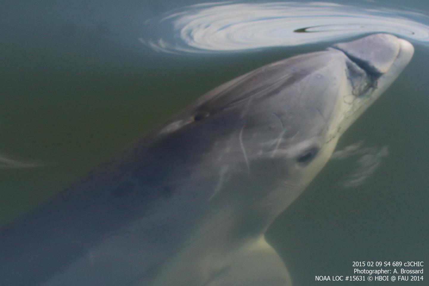 Dolphin Calf Entangled in Fishing Line Only Lived Two Years Following Rescue