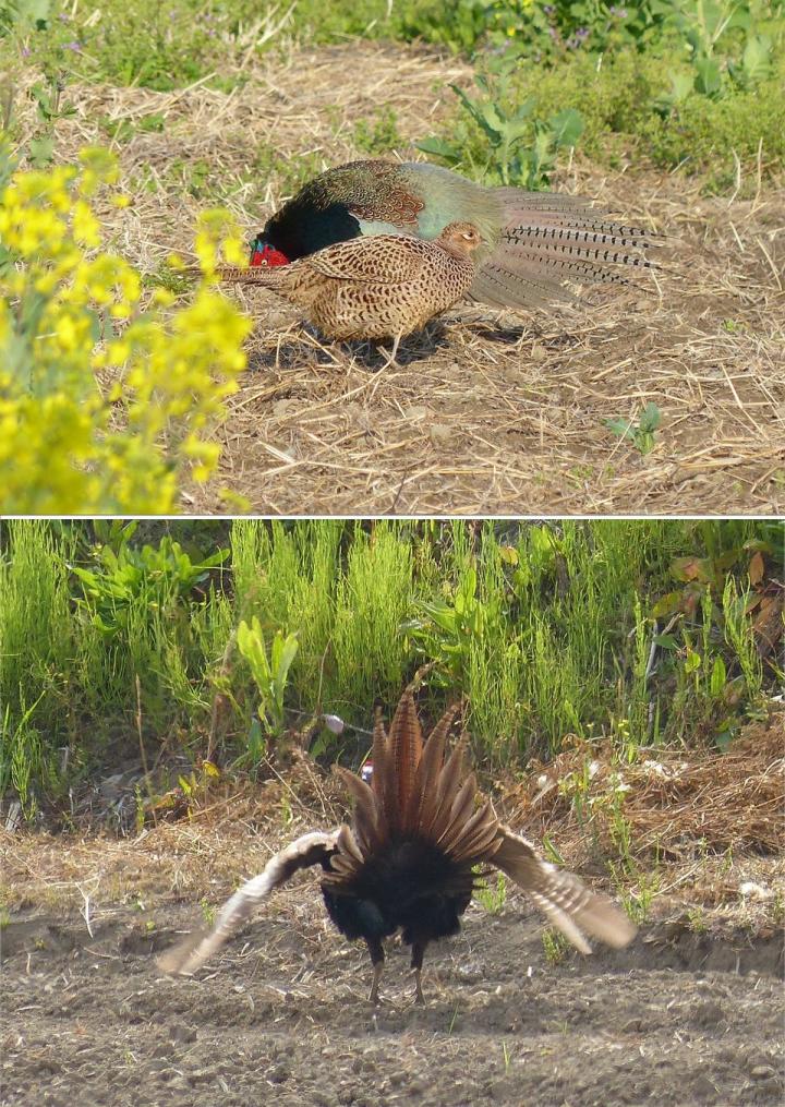 Pheasant Tail Shape