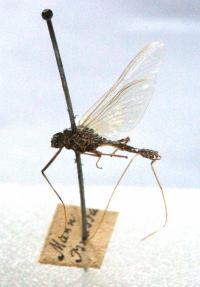 Male Mayfly Imago