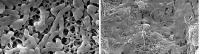 Effect of Nanotubes on E. coli