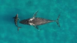 Humback whale mother and calf