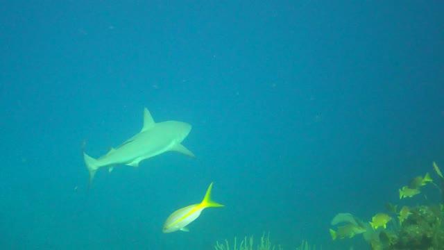 Predatory fish depletion and recovery potential on Caribbean reefs (10 of 11)