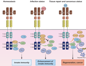 Conceptual diagram of the present study