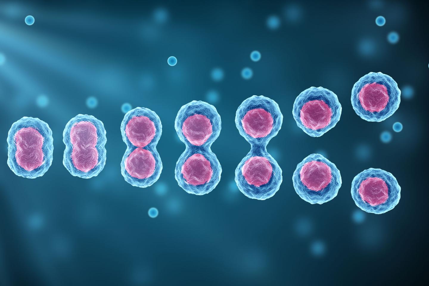 A cell undergoes mitosis