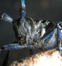 Adult Male Asian Longhorned Beetle (1 of 3)