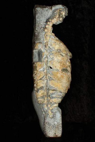 <i>Eunotosaurus africanus</i> Skeleton (1 of 2)