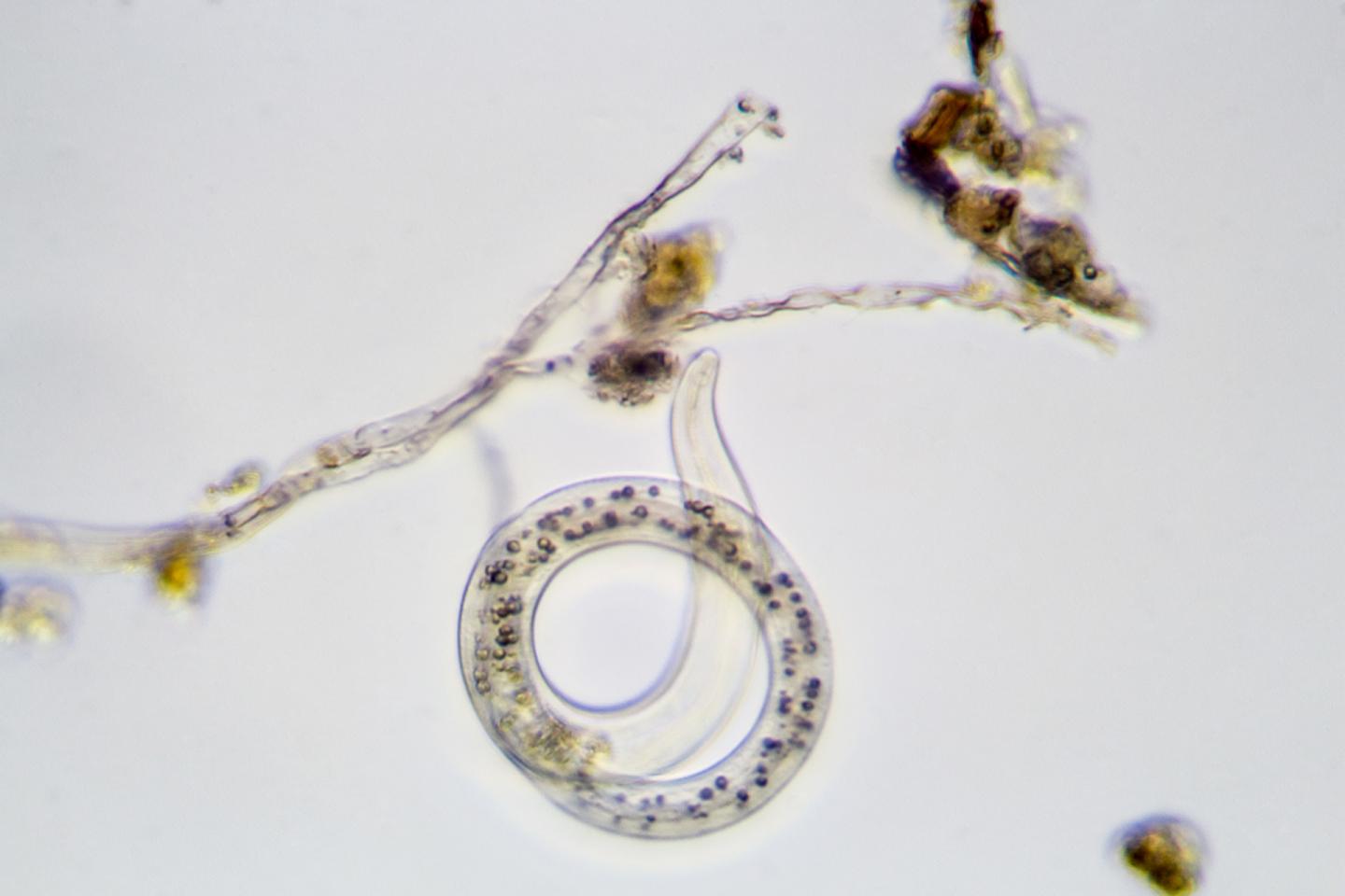 Nematode