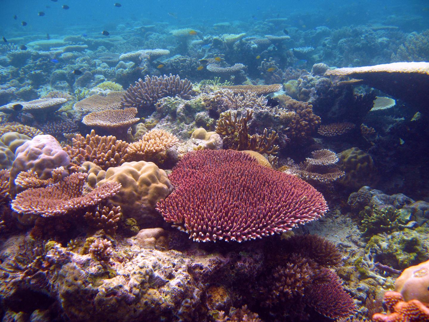 Heat-Tolerant Genes May Rescue Corals from Increasing Temperatures (6 of 8)