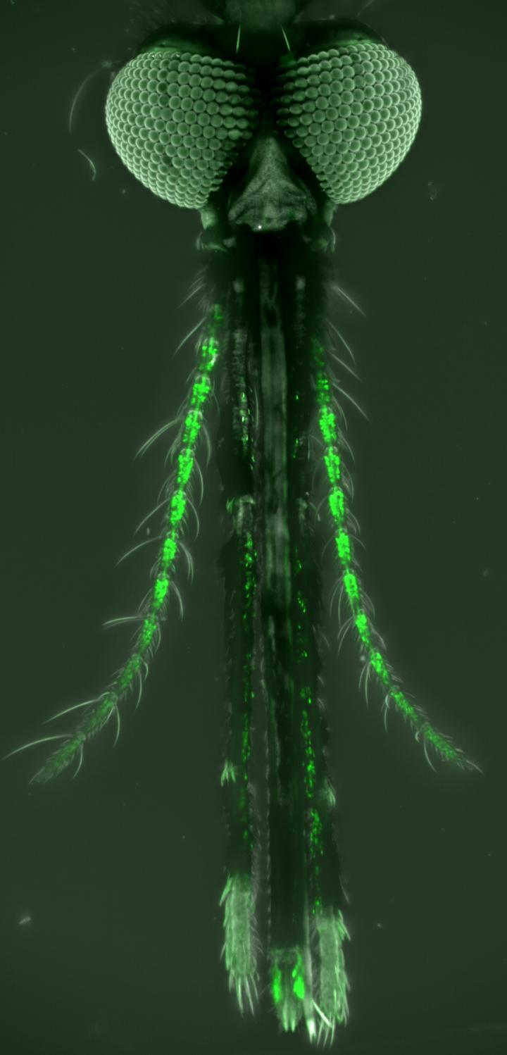 Olfactory Neurons in an <em>Anopheles gambiae</em> Mosquito