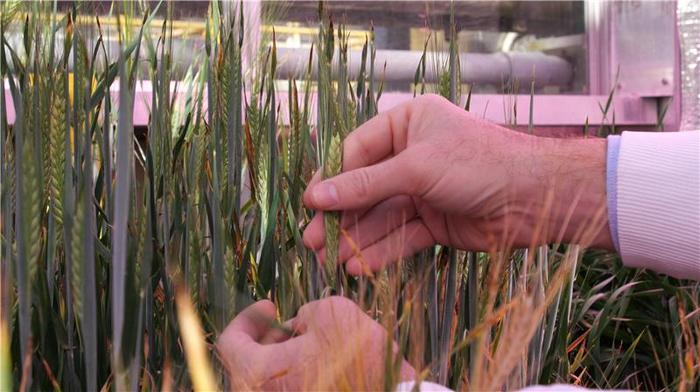 Barley in UQ glasshouse