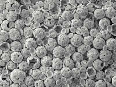 A Sample of an <i>Emiliania huxleyi</i>  NZEH Culture