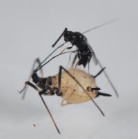 Parasitoid Wasps (2/2)