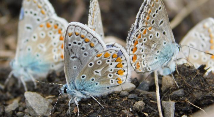 Polyommatus icarus mud-puddling.