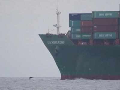 Dolphin and Container Ship