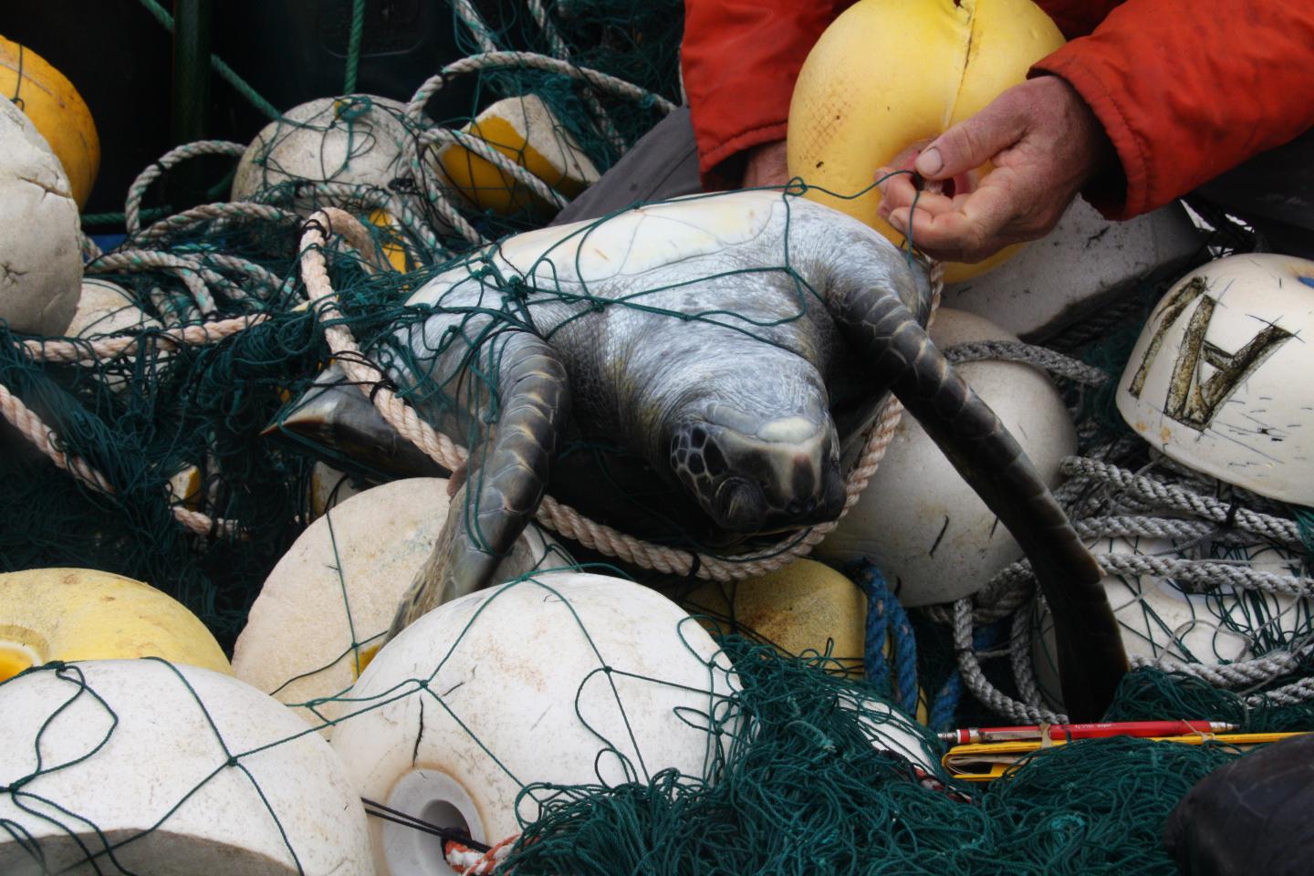 A Green Turtle Caught in a Fishing Net